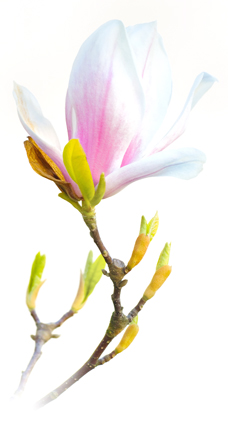 magnolias-228x342